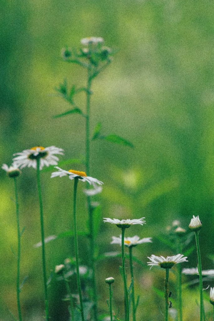 field flowers summer garden