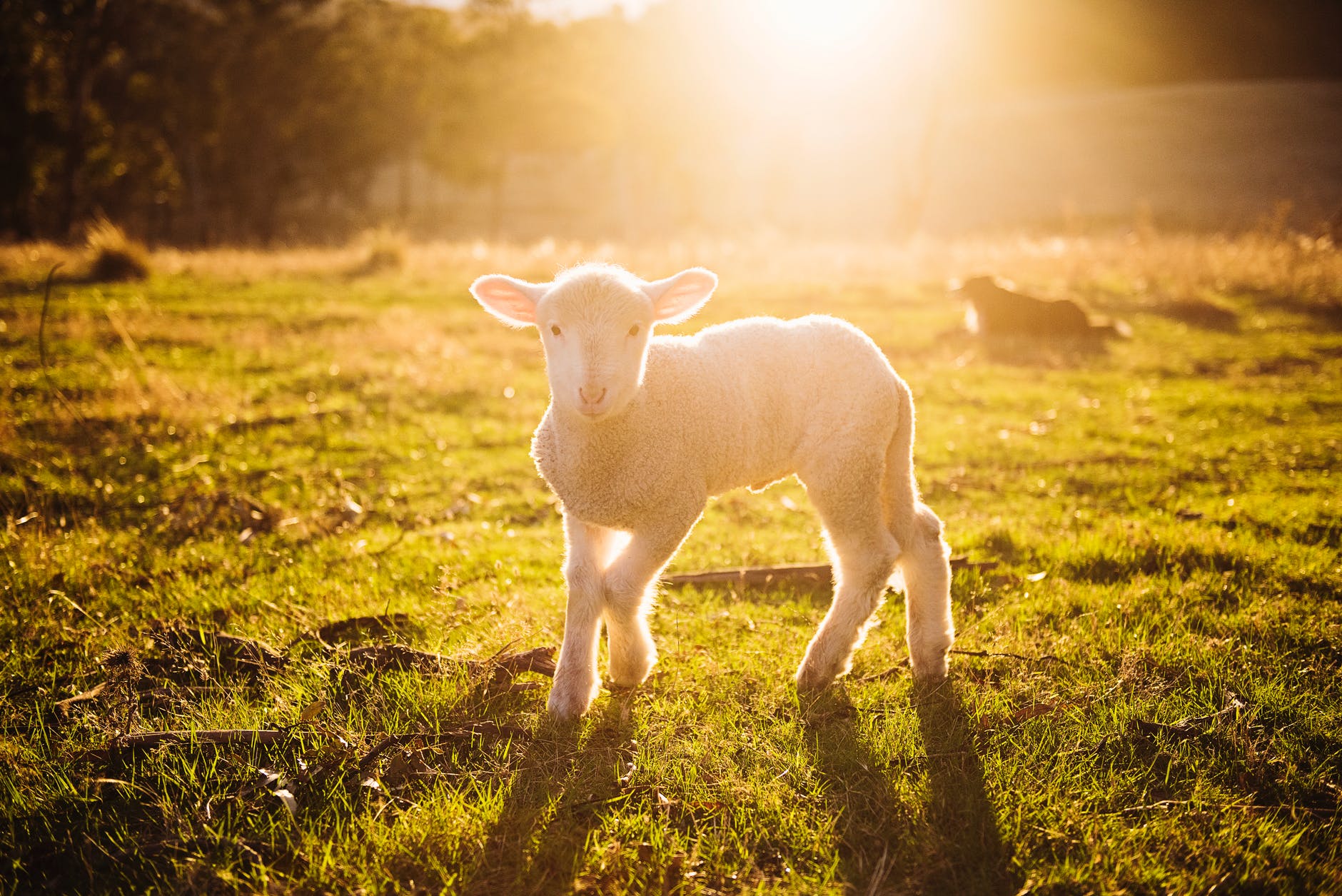 shallow focus photography of white sheep on green grass