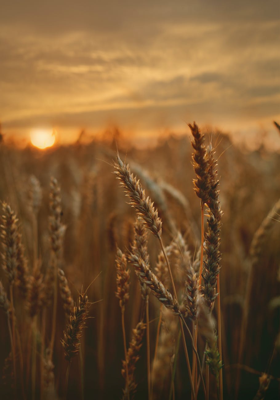 close up photo of wheat