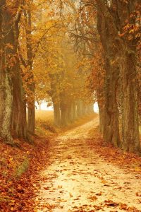 photography of leaves on ground