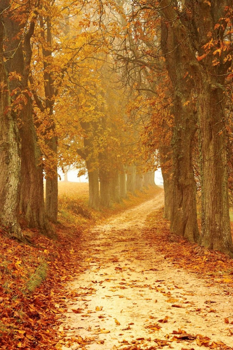 photography of leaves on ground