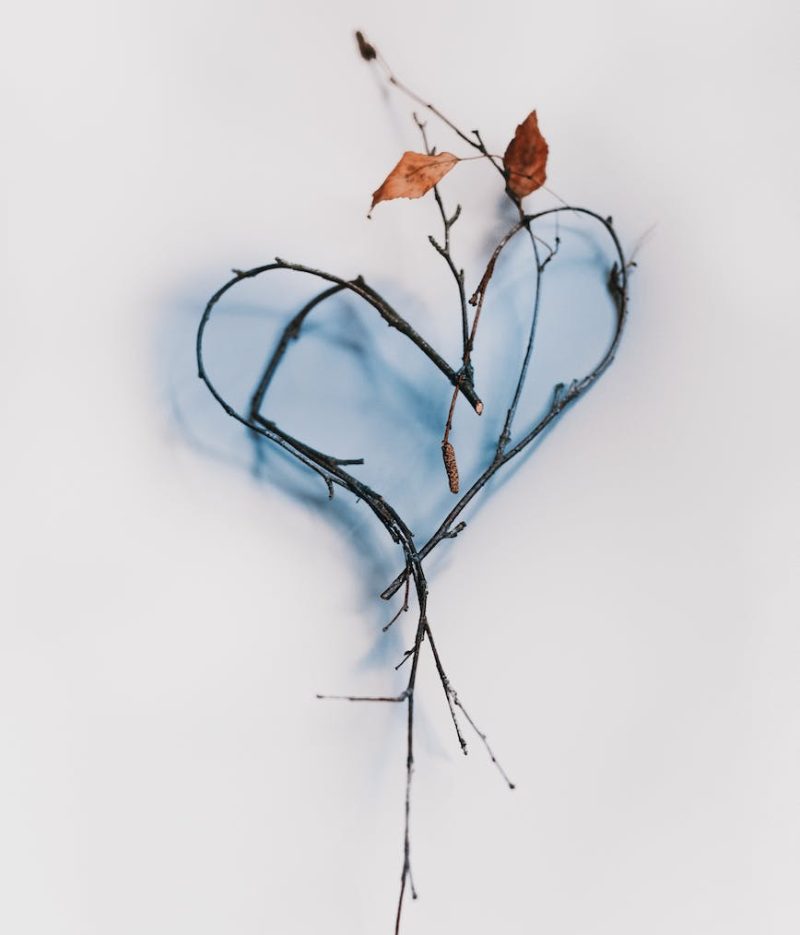 branch with leaves on white background bent in heart pattern